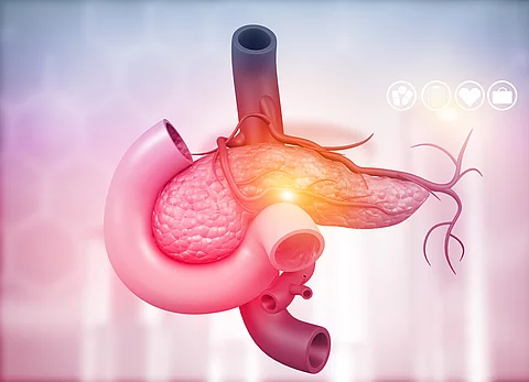 Anatomy of pancreas. 3d illustration Anatomy of pancreas. 3d illustration