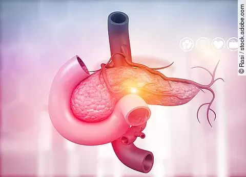 Anatomy of pancreas. 3d illustration