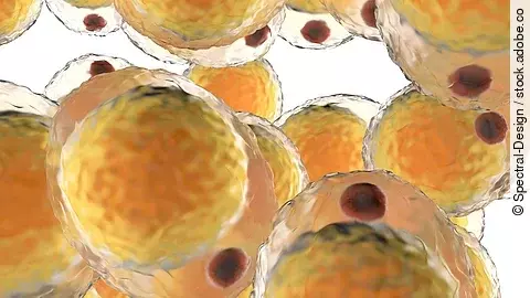 Adipozyten-Subpopulationen