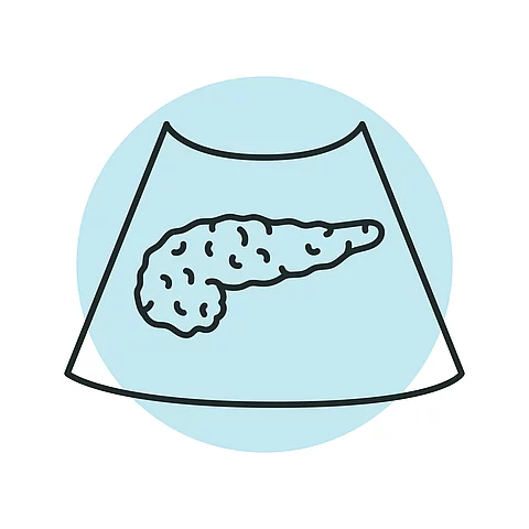 Ultrasound pancreas color line illustration