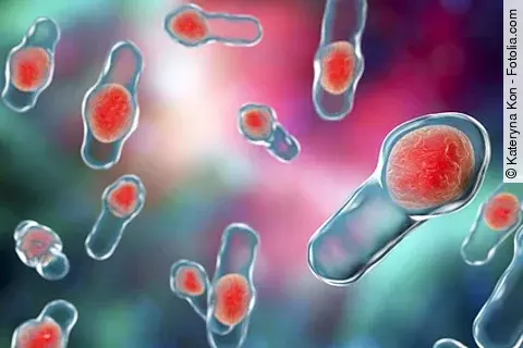 3D illustration of Clostridium difficile bacteria. Bacteria which cause pseudomembraneous colitis and are associated with nosocomial antibiotic resistance