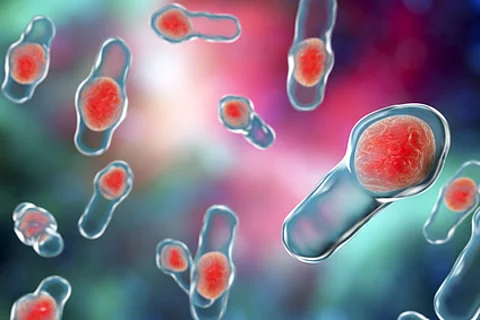 3D illustration of Clostridium difficile bacteria. Bacteria which cause pseudomembraneous colitis and are associated with nosocomial antibiotic resistance
