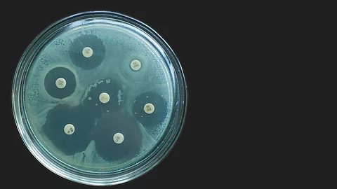 Antibiotikaresistenz - Diffusionstest Antimicrobial susceptibility test by diffusion kirby bauer on dark background