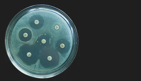 Antimicrobial susceptibility test by diffusion kirby bauer on dark background