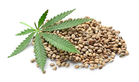 Heap of hemp seeds on white background