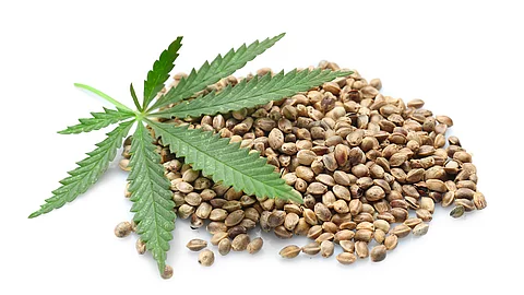 Heap of hemp seeds on white background Heap of hemp seeds on white background