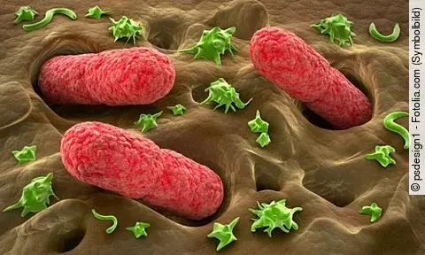 Mikroflora im Darm