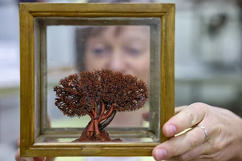 Korrosionspräparat: Blutgefäße der Niere