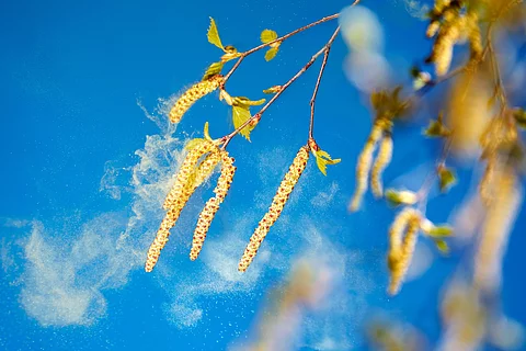 Birke in der Zeit des Pollenflugs