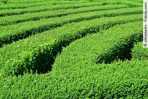 Irrgarten aus Ligusterhecken