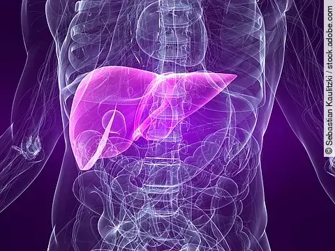 anatomie mit markierter leber