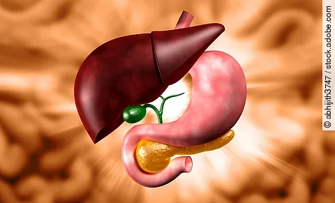 Human stomach and liver