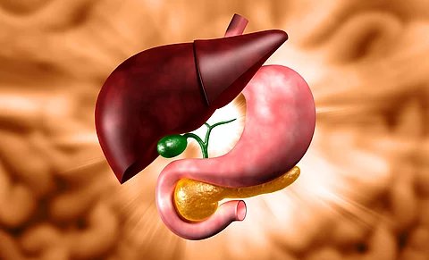Human stomach and liver