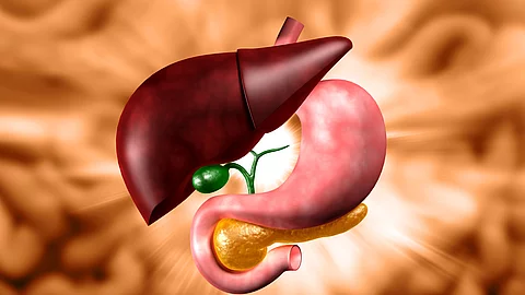 Human stomach and liver