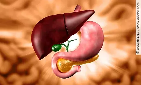 Human stomach and liver