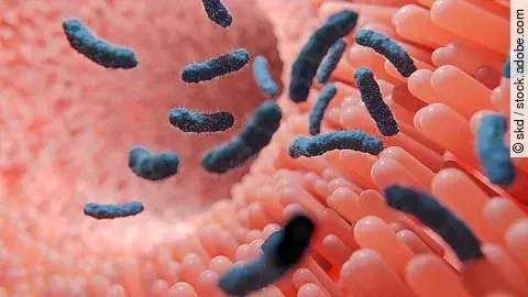 Mikroflora im Darm beeinflusst Integrität der Darmschleimhaut