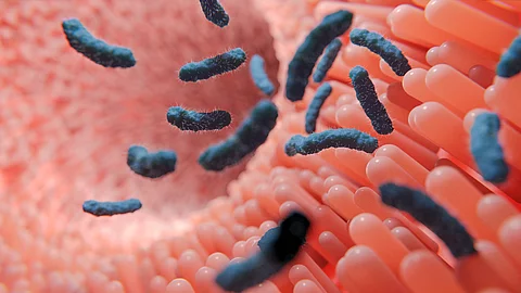 Mikroflora im Darm beeinflusst Integrität der Darmschleimhaut