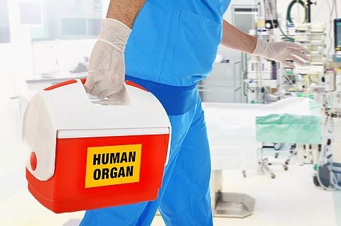 Arzt bringt Organspende in OP für Organtransplantation
