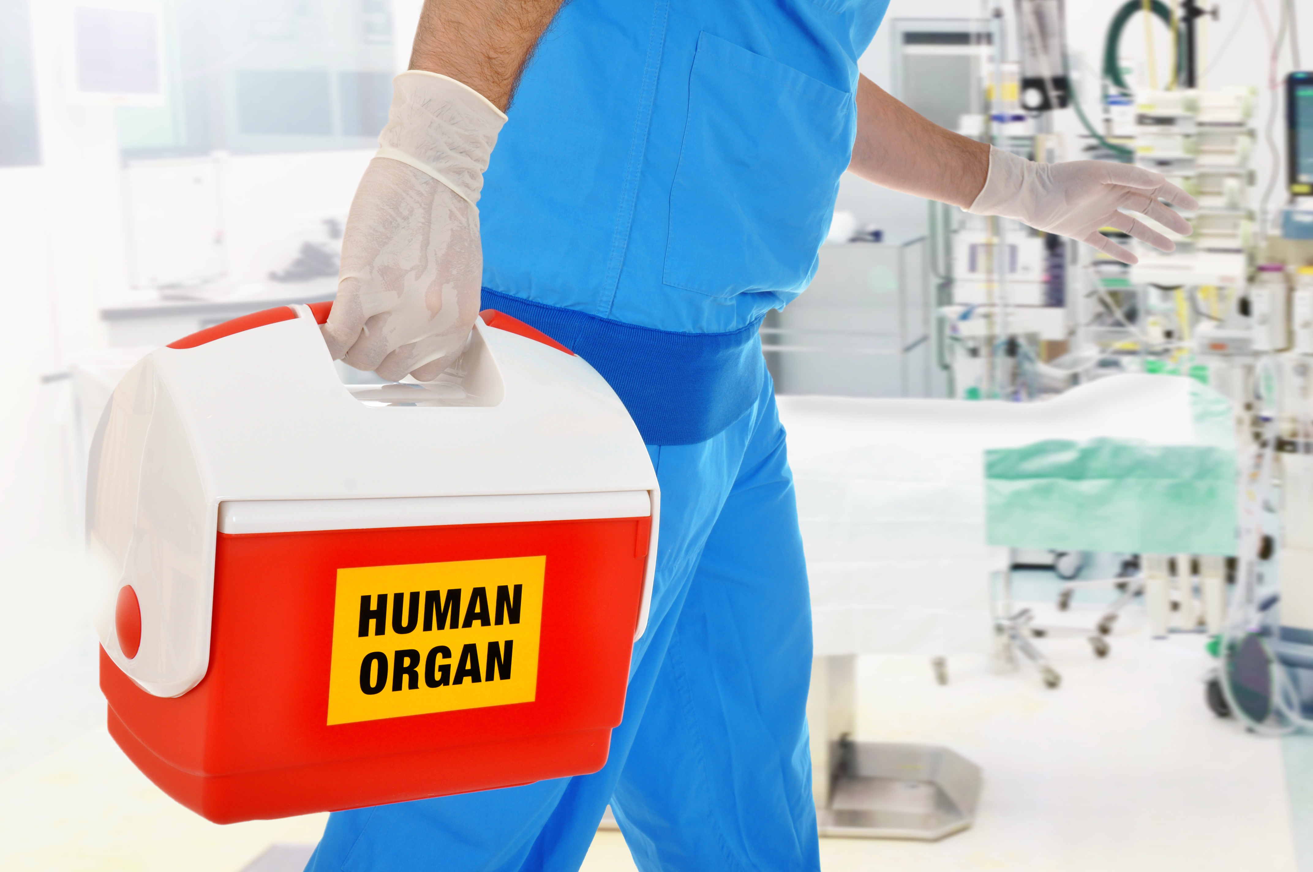 Arzt bringt Organspende in OP für Organtransplantation Arzt bringt Organspende in OP für Organtransplantation