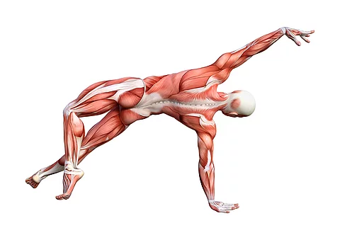 Muskelmasse erhalten: mit gezielter Ernährungstherapie und Sport dem Übergewicht den Kampf ansagen.