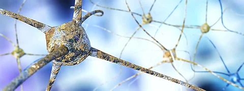 Neuron