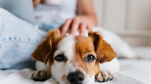 young caucasian woman on bed working on laptop. Cute small dog l