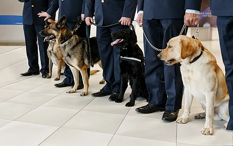 A group of dogs for detecting drugs at the airport standing near Zollhund mit feinem Näschen: 25.000 Potenzmittel-Tabletten gingen dem Zoll ins Netz
