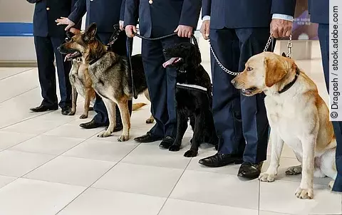 Zollhund mit feinem Näschen: 25.000 Potenzmittel-Tabletten gingen dem Zoll ins Netz