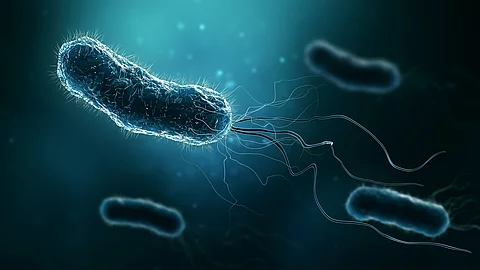 Group of bacteria such as Escherichia coli, Helicobacter pylori 