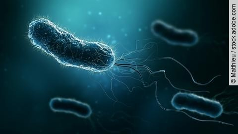 Group of bacteria such as Escherichia coli, Helicobacter pylori 