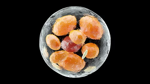 Wie braunes Fett beim Abnehmen helfen könnte 