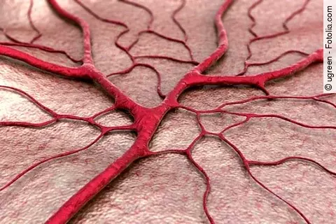 Weit verzweigtes Blutgefäß