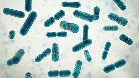 Bacteroides fragilis: gram-negative anaerobe Stäbchenbakterien unter dem Mikroskop, blaugrün gefärbt
