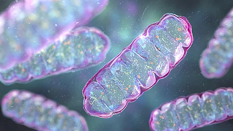 Der Transfer von Mitochondrien über Nanotubes verlängert die Lebensdauer von T-Zellen.