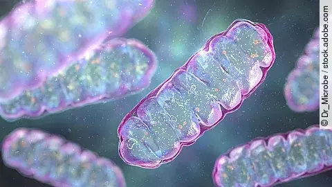 Der Transfer von Mitochondrien über Nanotubes verlängert die Lebensdauer von T-Zellen.