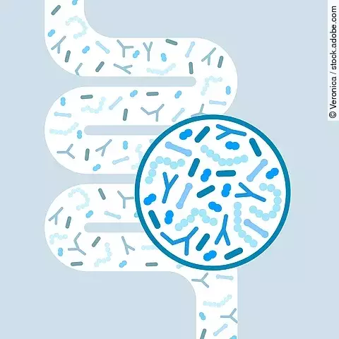 Gut microbiome concept. Human intestine microbiota with healthy probiotic bacteria. Flat abstract medicine illustration of microbiology checkup.