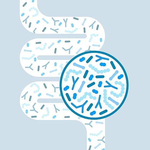 Gut microbiome concept. Human intestine microbiota with healthy probiotic bacteria. Flat abstract medicine illustration of microbiology checkup. Gut microbiome concept. Human intestine microbiota with healthy probiotic bacteria. Flat abstract medicine illustration of microbiology checkup.