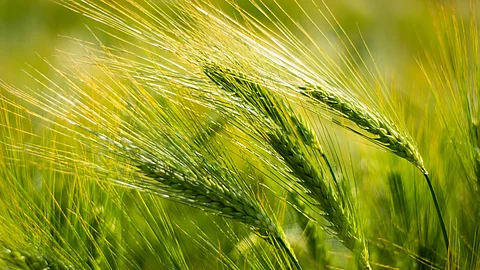 Gerstenähren enthalten wie Weizen Amylase/Trypsin-Inhibitoren, die Immunreaktionen auslösen können.