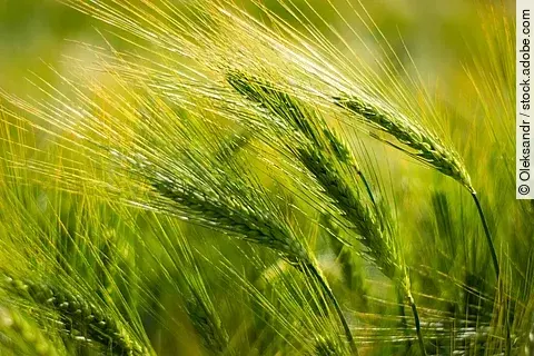 Gerstenähren enthalten wie Weizen Amylase/Trypsin-Inhibitoren, die Immunreaktionen auslösen können.