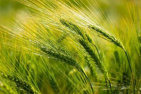 Gerstenähren enthalten wie Weizen Amylase/Trypsin-Inhibitoren, die Immunreaktionen auslösen können. Gerstenähren enthalten wie Weizen Amylase/Trypsin-Inhibitoren, die Immunreaktionen auslösen können.