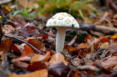 Zitronengelber Knollenblätterpilz im Laub auf dem Waldboden