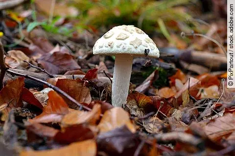 Zitronengelber Knollenblätterpilz im Laub auf dem Waldboden