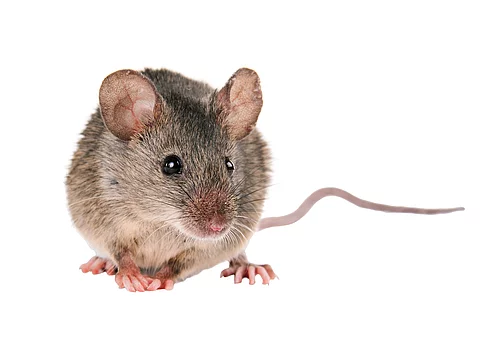 Britische Klinikbeschäftigte berichten von Ratten und Mäusen Britische Klinikbeschäftigte berichten von Ratten und Mäusen