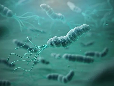 Helicobacter pylori in microscope. Bactreiias. Helicobacter pylori in microscope. Bactreiias.
