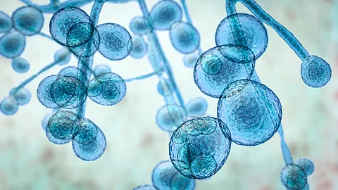 Candida albicans - ein potenziell gefährlicher Erreger