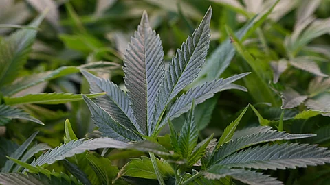 Cannabis auf Rezept mit neuen Regeln.