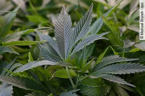 Cannabis auf Rezept mit neuen Regeln.