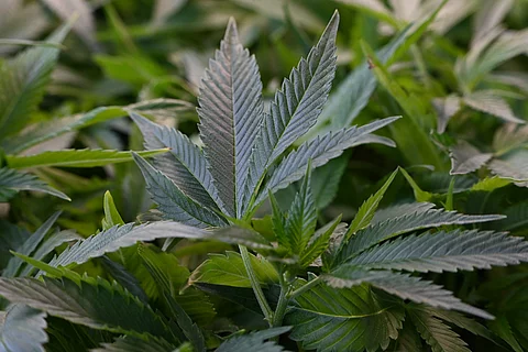 Cannabis auf Rezept mit neuen Regeln.