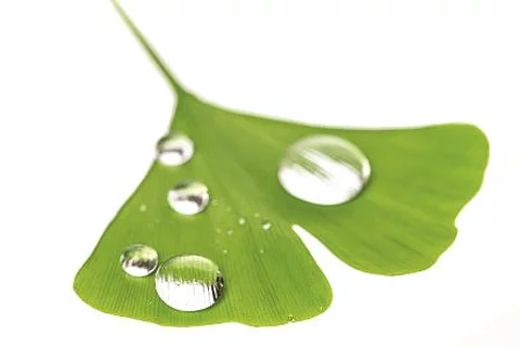 Ginkgo-Blatt mit Wassertropfen