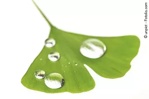 Ginkgo-Blatt mit Wassertropfen